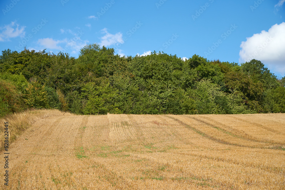 Dry crop field with stubble after harvest