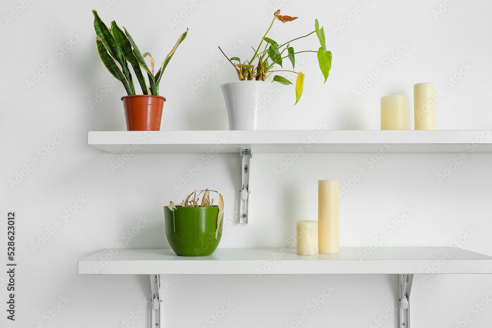 Shelves with wilted houseplants and candles on light wall Shelves with wilted houseplants and candles on light wall