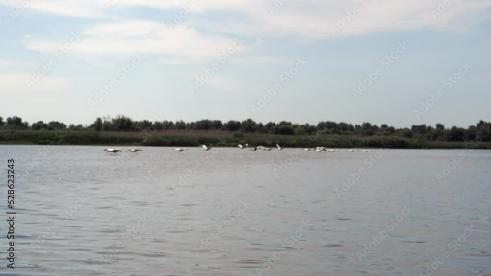 Birds flying on the water in wildernesses Birds flying on the water in wildernesses
