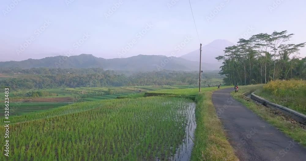drone view of the road on the side of terraced rice field and farmer working on it in the morning. paddy fields in Magelang, Indonesia. rice fields, hills and volcanoes. 4K videos. drone view of the road on the side of terraced rice field and farmer working on it in the morning. paddy fields in Magelang, Indonesia. rice fields, hills and volcanoes. 4K videos.