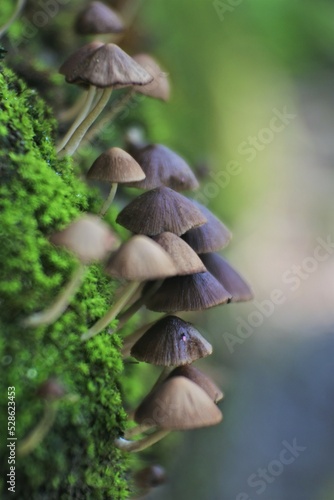 macro mushrooms photo in a humid place. a bunch of toadstools. plants with spore seeds.