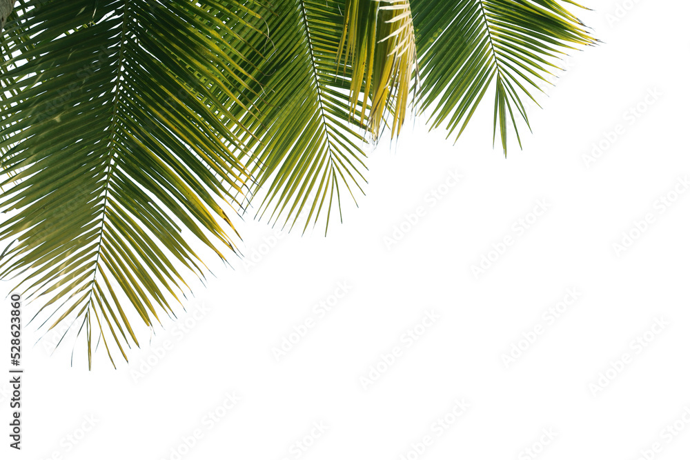 Coconut tree leaves foreground 