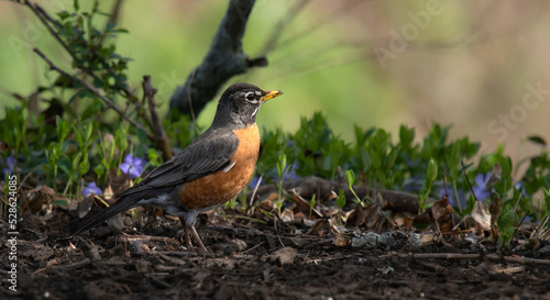 Fotografiet American robin birds walking on the ground for food