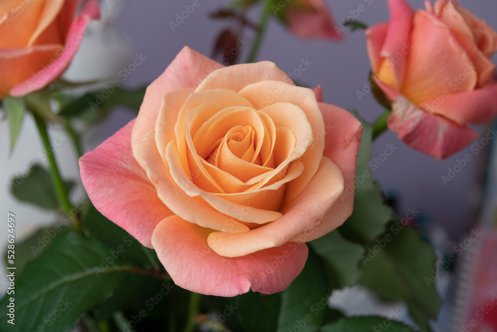 Pink rose flower isolated on white background, soft focus and clipping path Pink rose flower isolated on white background, soft focus and clipping path