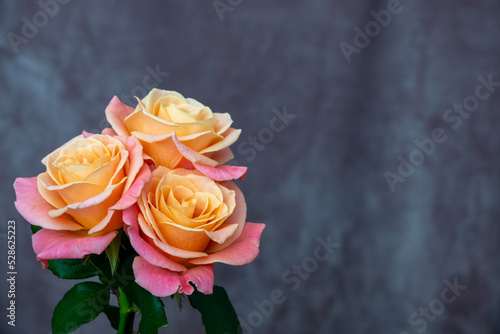 Pink rose flower isolated on white background  soft focus and clipping path