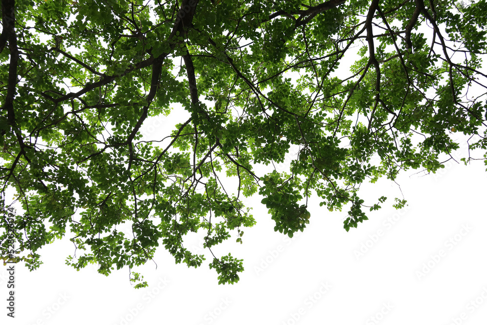 Tropical tree leaves and branch foreground