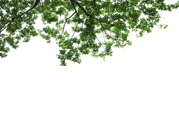 Tropical tree leaves and branch foreground 