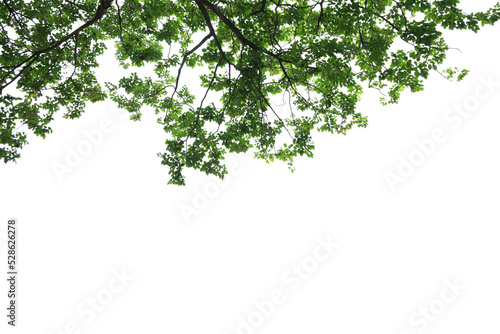 Tropical tree leaves and branch foreground Fototapeta
