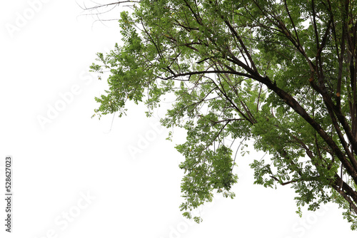 Tropical tree leaves and branch foreground Fototapet