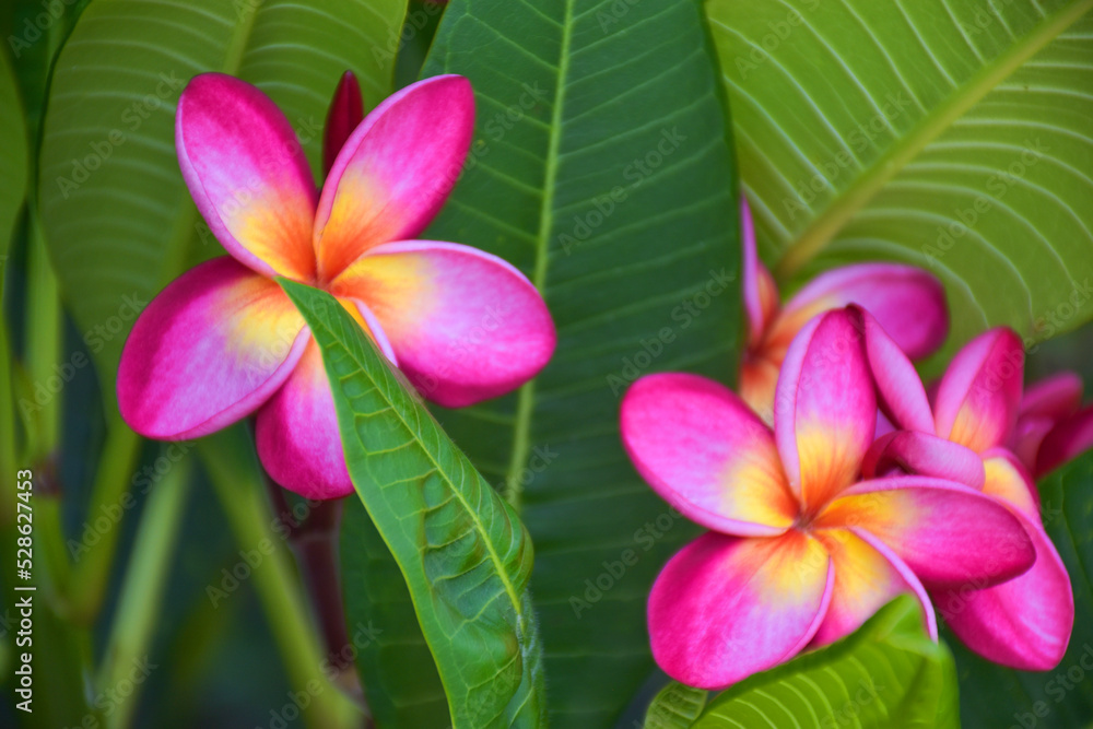 pink Plumeria flower blooming and green leaves beauty nature pink Plumeria flower blooming and green leaves beauty nature