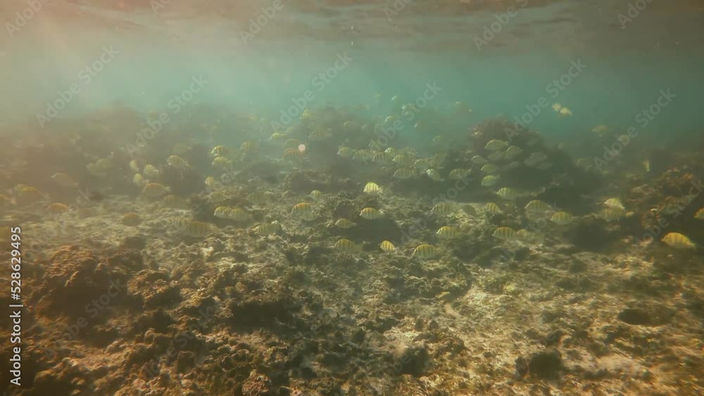 Snorkeling in a shoal of fish in Mauritius Blue Bay Snorkeling in a shoal of fish in Mauritius Blue Bay