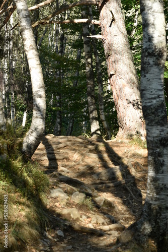 forêt aux Cascades de l’Artigue près de Auzat en Ariège