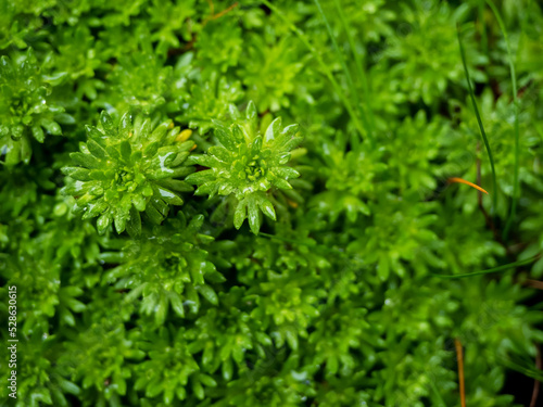 stonecrop plant. sedum plant is the needle-like foliage resembling that of some evergreen shrubs in a rock garden, close up photo, natural background