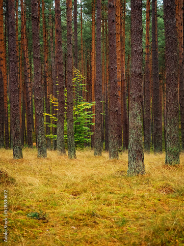 Fototapeta Naklejka Na Ścianę i Meble -  lone deciduous tree growing between high pine trees in a deep pine forest