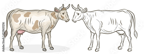Animals, black and white and color image of a cow.
 Coloring book for children. Vector drawing, design.