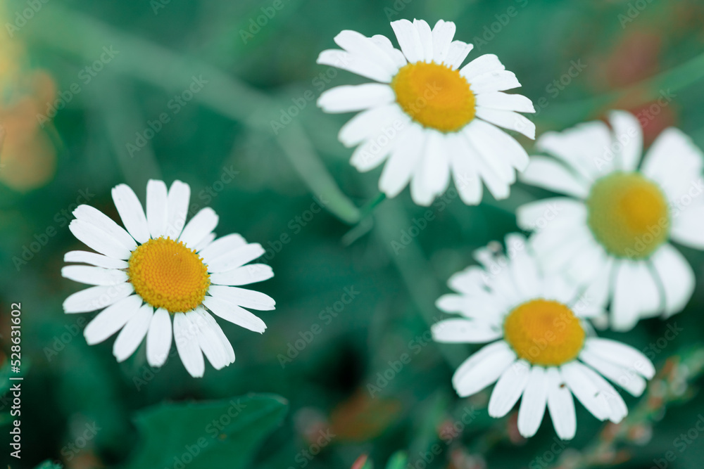 Obraz premium White bright daisy flowers on a background of the summer landscape. Wildflowers outdoors
