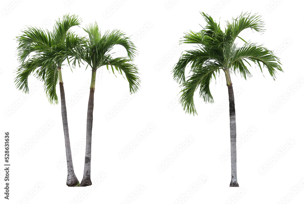 Adonidia palm trees - obrazy, fototapety, plakaty 