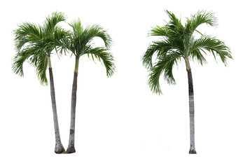Adonidia palm trees