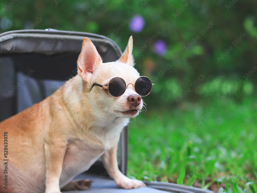 fat brown chihuahua dog wearing sunglasses sitting in pink fabric traveler pet carrier bag on green grass in the garden, looking away, ready to travel. Safe travel with animals.