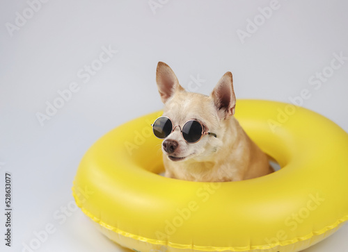  happy  brown short hair chihuahua dog wearing sunglasses, sitting  in yellow swimming ring, isolated on white background, looking at copy space.