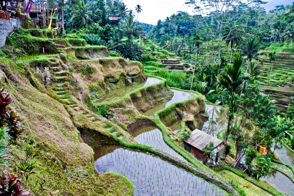 Rice terraces in Tegal Alang Village, Ubud, Bali, Indonesia