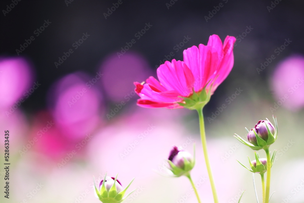 Fototapeta premium 秋の美しいピンクのコスモス