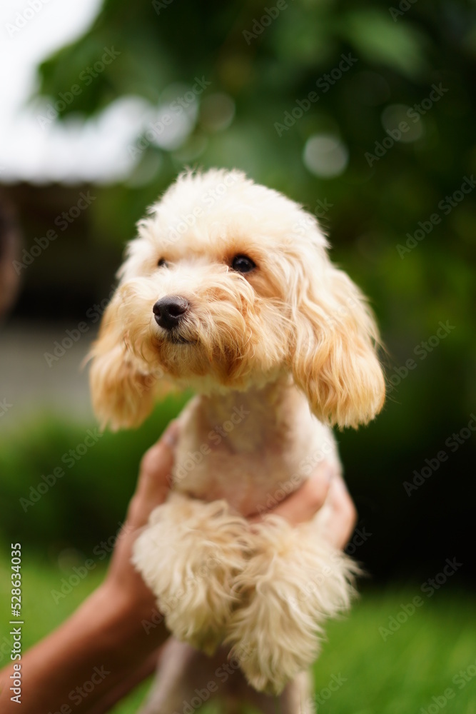 A cute, fluffy, golden poodle sits in the hands of a guy buried on camera, on a summer sunny day against the background of a green, floral garden.