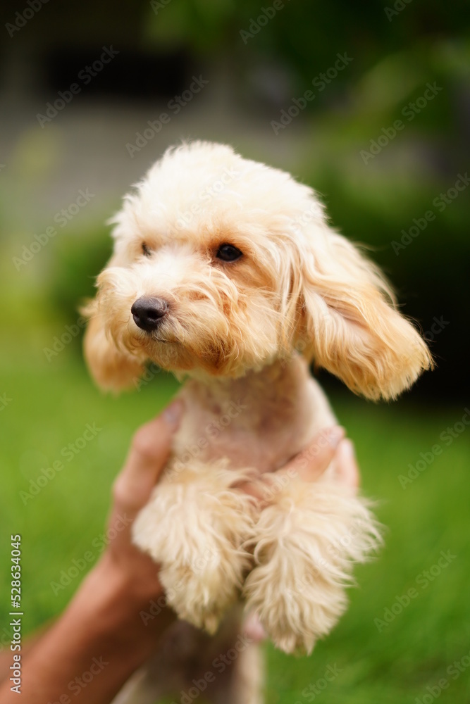 A cute, fluffy, golden poodle sits in the hands of a guy buried on camera, on a summer sunny day against the background of a green, floral garden. A cute, fluffy, golden poodle sits in the hands of a guy buried on camera, on a summer sunny day against the background of a green, floral garden.