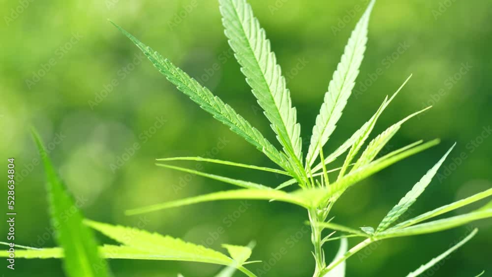 Cannabis plant on green natural garden Blur background. Cannabis plant or marijuana over green natural garden. Cannabis plant on green natural garden Blur background. Cannabis plant or marijuana over green natural garden.