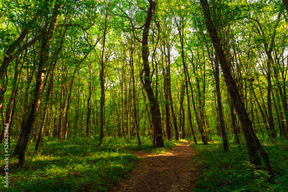 Naklejka premium Path in the green dense summer forest