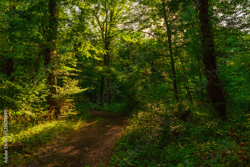 Path in the green dense summer forest
