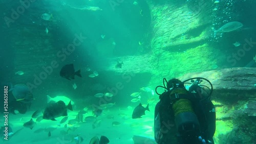 Wallpaper Mural Two divers underwater in an aquarium tank feeding the fish Torontodigital.ca