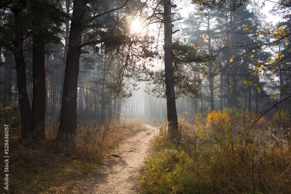 autumn landscape. trail in pine forest in sunlight autumn landscape. trail in pine forest in sunlight