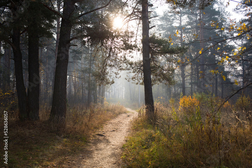 autumn landscape. trail in pine forest in sunlight