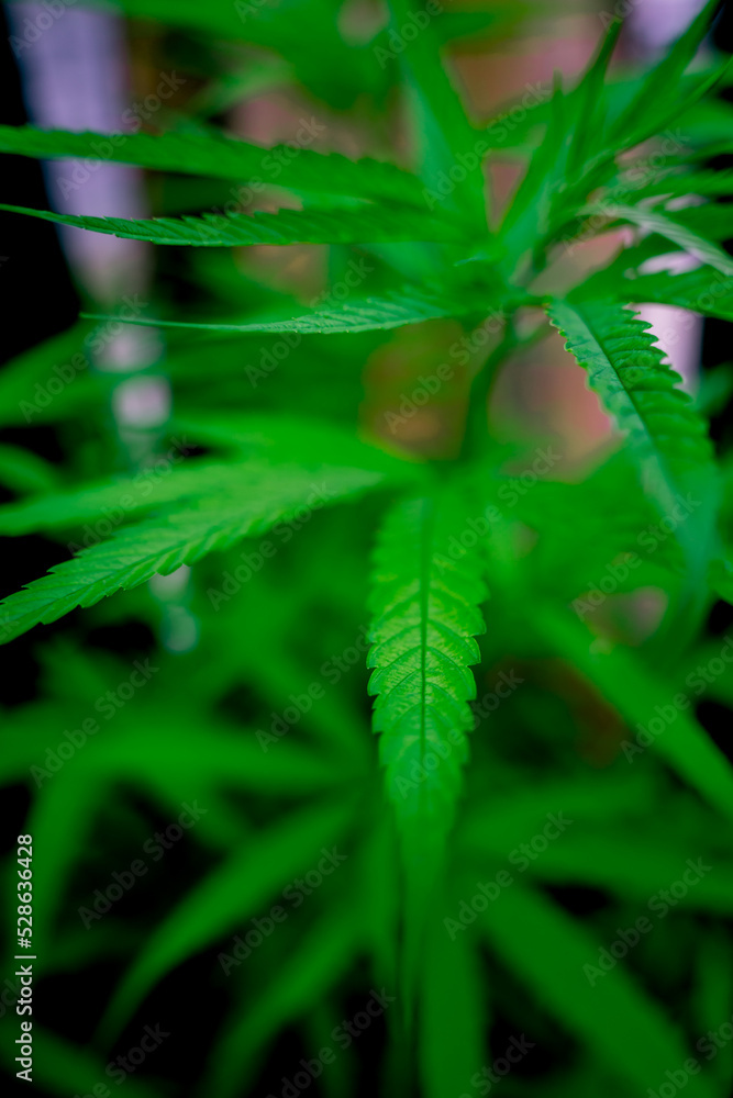 Cannabis plant leaves on dark color background Cannabis plant leaves on dark color background