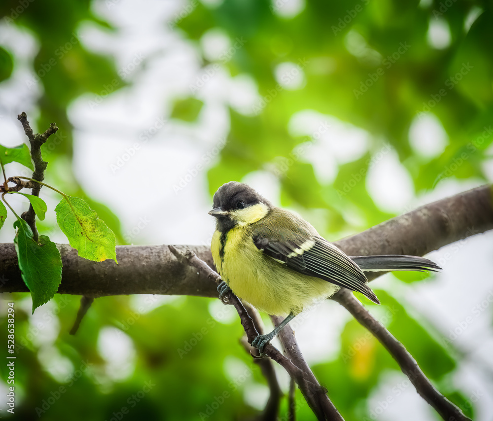 Obraz premium Great tit bird sitting in tree