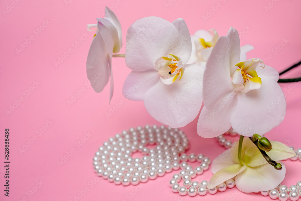 Pearl necklace and Purple orchid on pink background
Pearl necklace and Purple orchid on pink background
