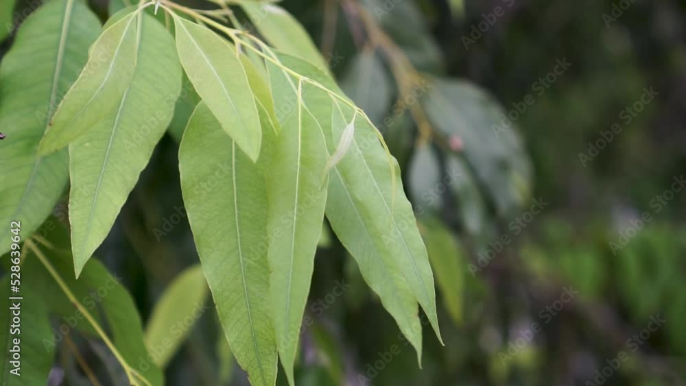 Close up branch leaves of Eucalyptus tree, Eucalyptus forest. leaf branches eucalyptus. Close up branch leaves of Eucalyptus tree, Eucalyptus forest. leaf branches eucalyptus.
