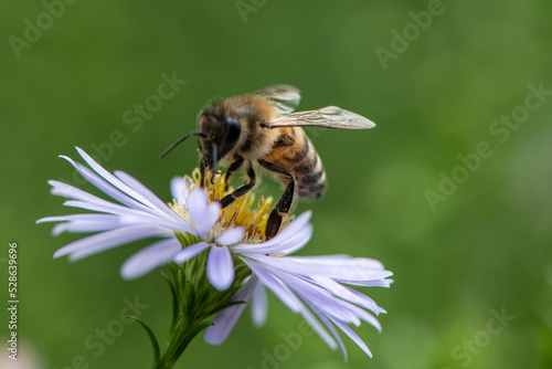 Fleissige Biene, Makro, karo bradler © karo d-sign