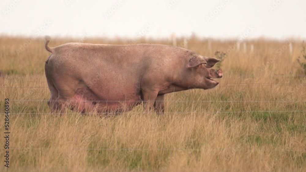 Gilt Hog For Breeding Walking And Eating In The Grassy Field. - wide Gilt Hog For Breeding Walking And Eating In The Grassy Field. - wide