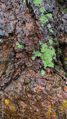 Close up of dark and knotty, textured tree bark with bright green moss lichen.