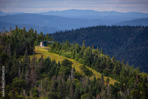 Lush boreal forest panorama view from the top