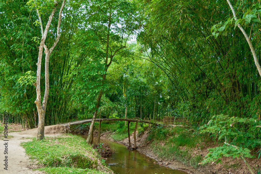 Bamboo bridge over a canal in rural Assam