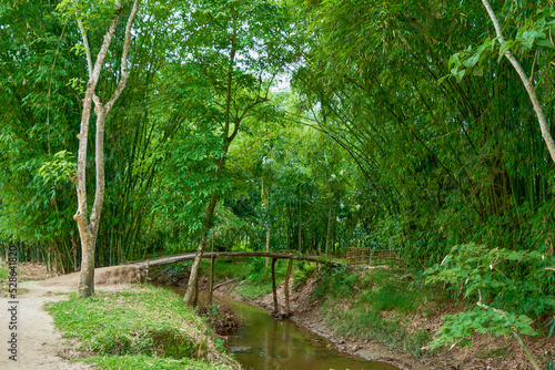 Bamboo bridge over a canal in rural Assam