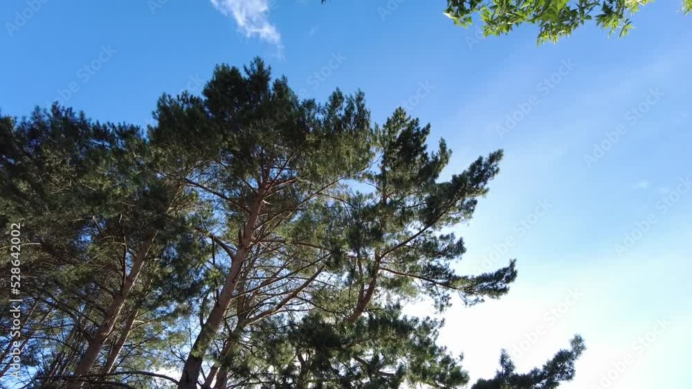 Pine forest on a sunny summer day, windy weather. Look up, slow motion. Pine forest on a sunny summer day, windy weather. Look up, slow motion.