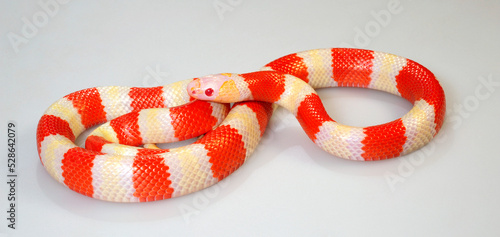 Honduran milk snake // Honduras Königsnatter (Lampropeltis triangulum hondurensis, Lampropeltis hondurensis) - Albino photo