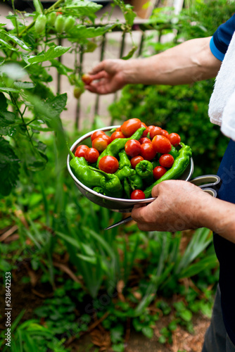 ミニトマト、家庭菜園、夏野菜、植物
