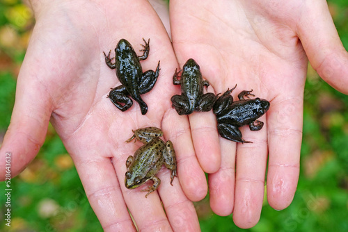 Fotografie, Obraz Four small frogs in the hands of a child