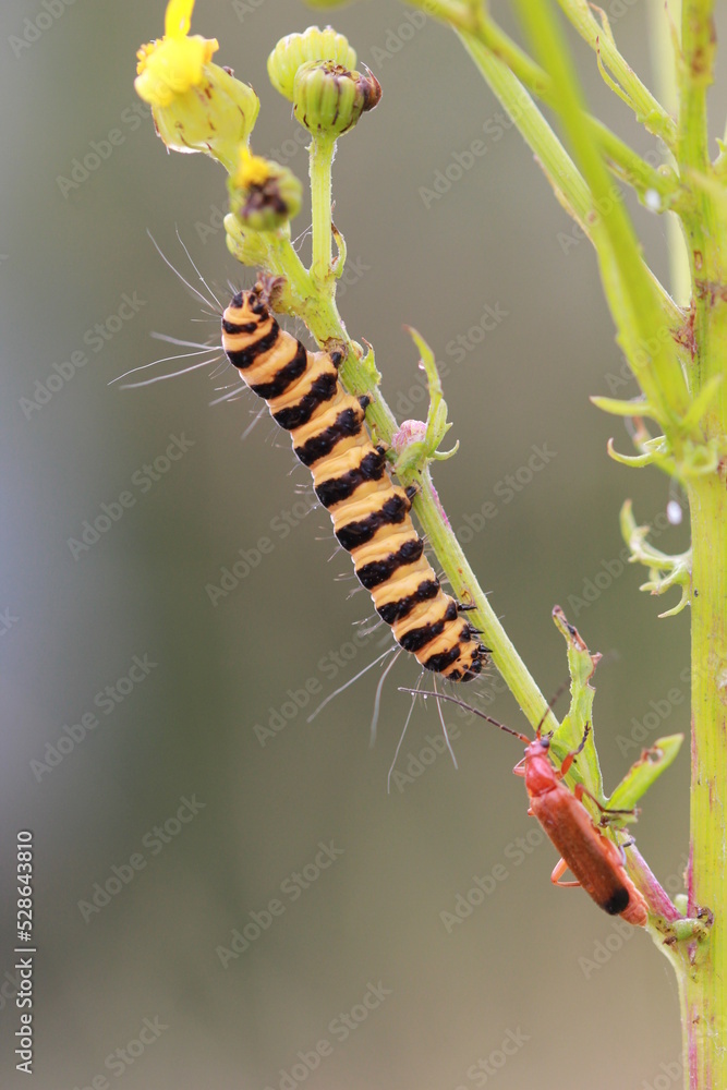 Naklejka premium chenille goutte de sang