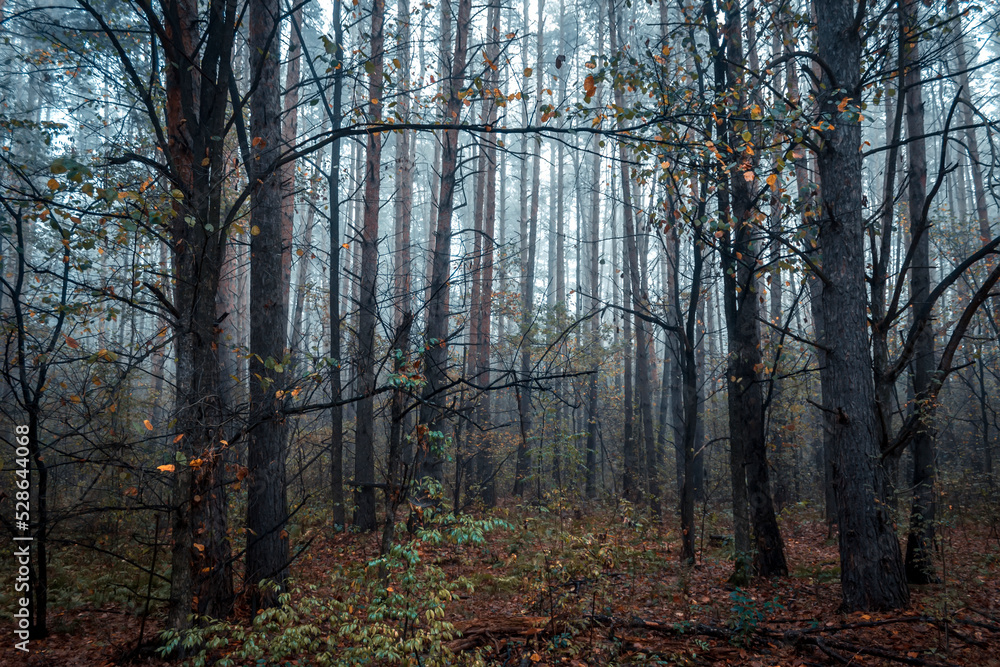 Obraz premium Beautiful forest on a foggy autumn morning. Footpath in the dark, fairy, autumn, mysterious forest, among high trees with leaves.